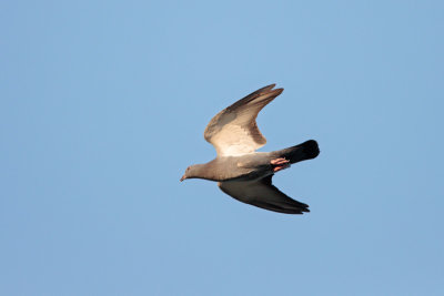 Rotsduif - Common Pigeon