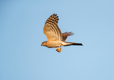 Sperwer; Eurasian Sparrowhawk; Accipiter nisus