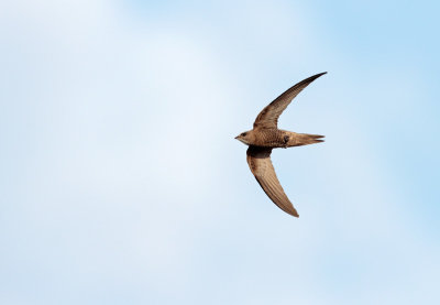 Vale Gierzwaluw; Pallid Swift; Apus pallidus