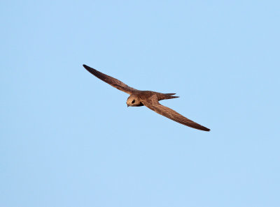 Vale Gierzwaluw; Pallid Swift; Apus pallidus