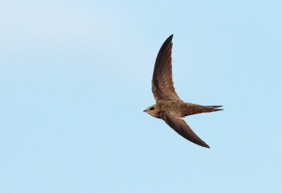 Vale Gierzwaluw; Pallid Swift; Apus pallidus