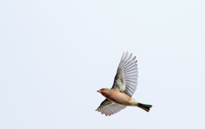 Vink - Common Chaffinch