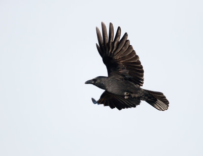 Zwarte Kraai; Carrion Crow; Corvus corone