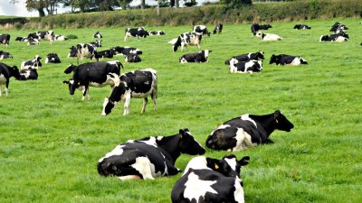 Can dairy adapt to climate change?