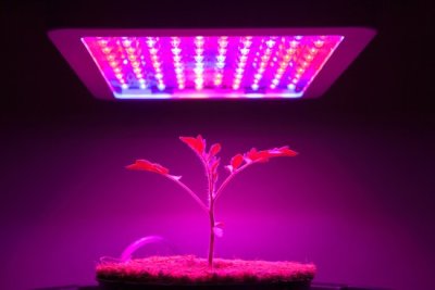 Everything You Needed To Have To Find Out About growing Plants Under Lighting