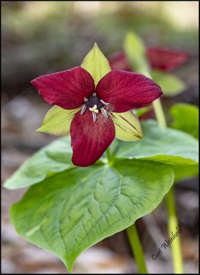 Red Trillium