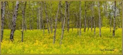 Aspens 'n Goldenrod