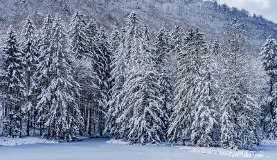 Lyman Lake Spruce