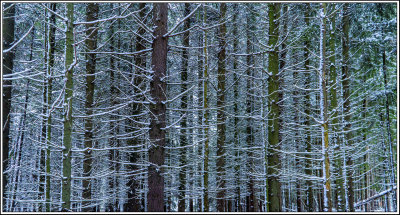 Snowy pine plantation