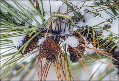 Snowy pine cones
