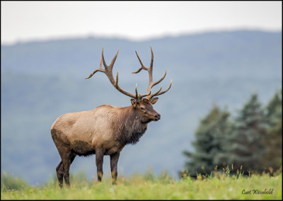 King of the Hill,  Elk County, Pa.