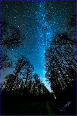 Milkyway weaves among the trees.