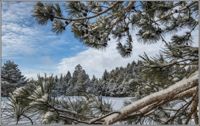 Fresh snowfall on pines.