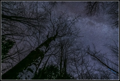 Where the treetops tickle the twinkling stars.