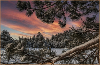 Snowy spruce & pine w skye added.