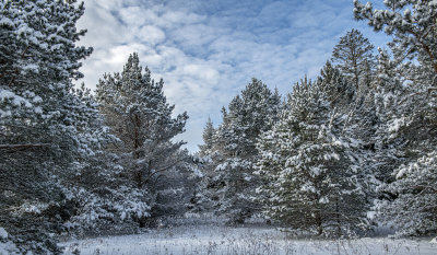 Snowy spruce & pine.