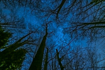 Where the treetops tickle the twinkling stars
