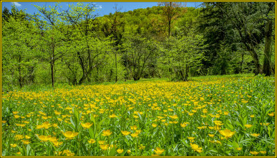 Buttercup field