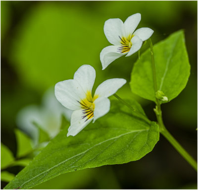 Canada Violets