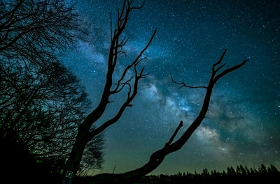 Milkyway and maple silhouette