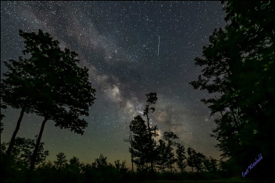 Milkyway aligns with trees