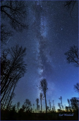 Milkyway highlights a maple tree.