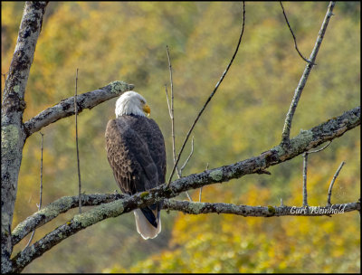 Eagle seen while riding the Pinecreek railtrail