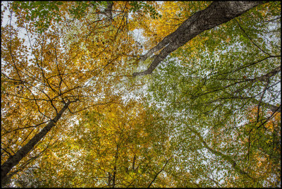 Leaf colors overhead