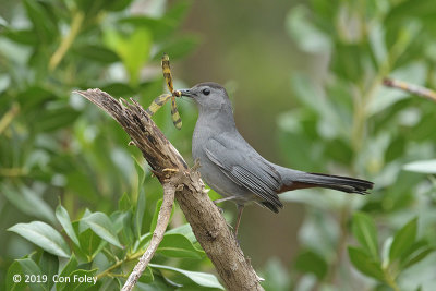 Catbird, Grey @ Everglades