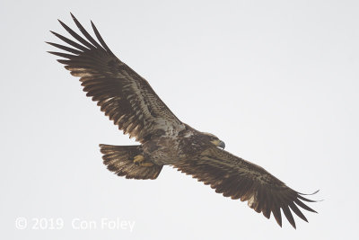 Eagle, Bald (juv) @ Everglades, Anhinga Trail