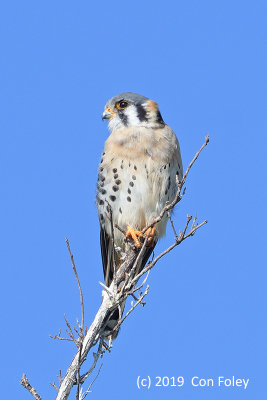 Kestrel, American @ Everglades, Guy Bradley Trail