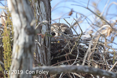 Owl, Barred (female) @ Everglades