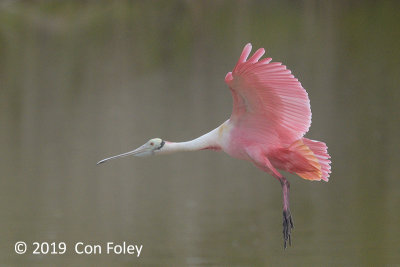 Spoonbill, Roseate @ Everglades, Eco Pond