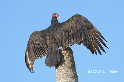 Vulture, Turkey @ Everglades, Guy Bradley Trail