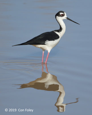 Stilt, Black-necked @ Everglades, Eco Pond