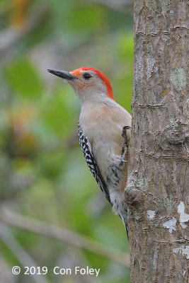 Woodpecker, Red-bellied (male) @ Everglades