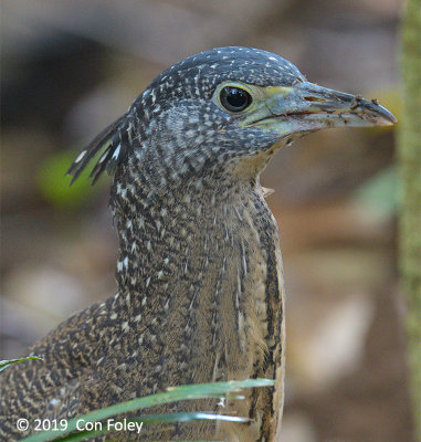 Heron, Malayan Night (juv) @ Hindhede