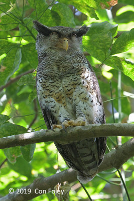 Owl, Barred Eagle (female) @ Ubin
