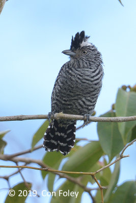 Antshrike, Barred (male) @ Rio Frio