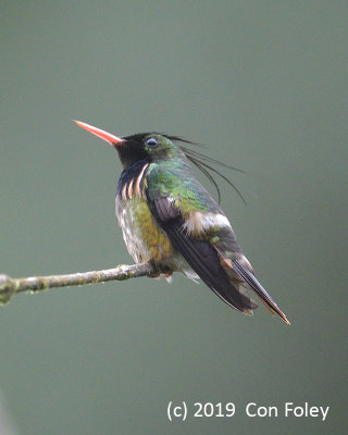 Coquette, Black-crested (male)