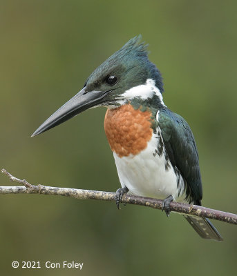 Kingfisher, Amazon