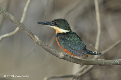 Kingfisher, Green-and-rufous (female)