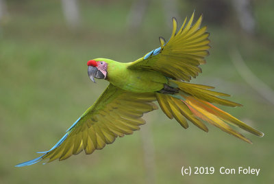 Macaw, Great Green