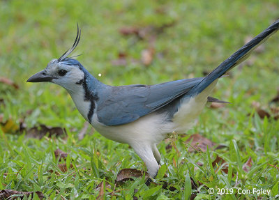 Magpie-Jay, White-throated