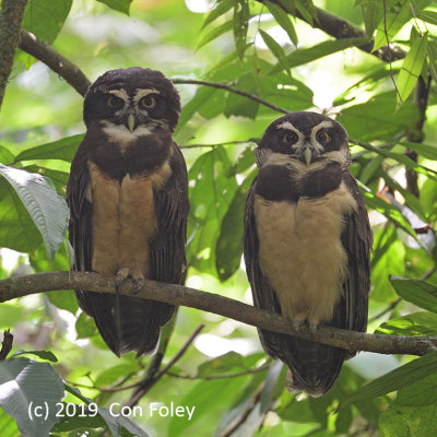 Owl, Spectacled (pair)
