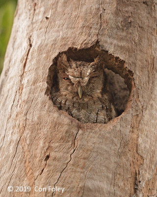 Owl, Tropical Screech-