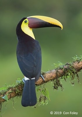 Toucan, Yellow-throated