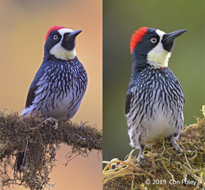 Woodpecker, Acorn (pair)