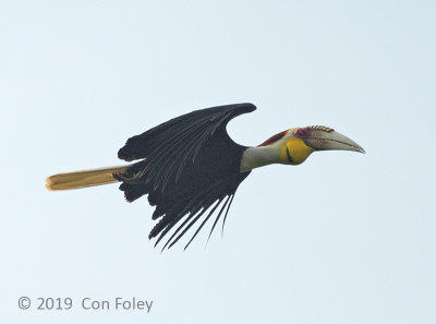 Hornbill, Wreathed (male)