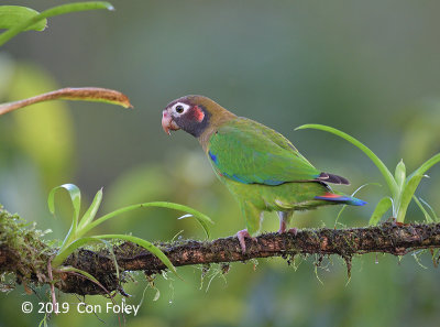 Parrot, Brown-hooded